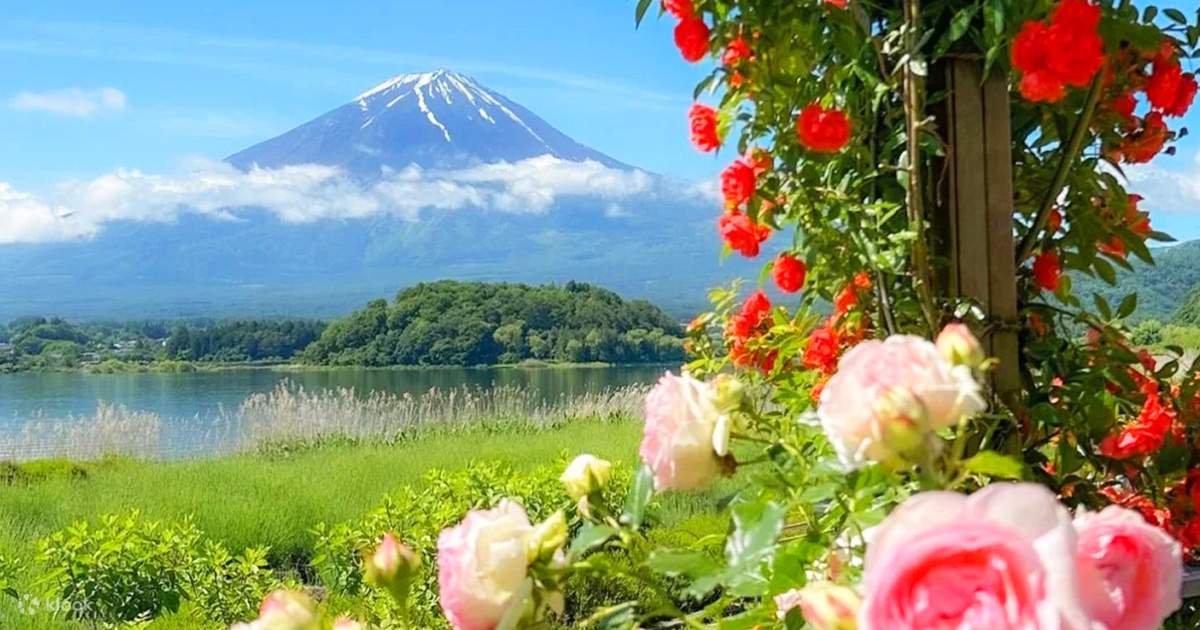 富士山花畑の秘境を巡る日帰りツアー｜大石公園×本栖湖の虹の花まつり